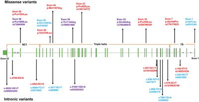 Rare and Common Variants in COL4A1 in Chinese Patients With Intracerebral Hemorrhage